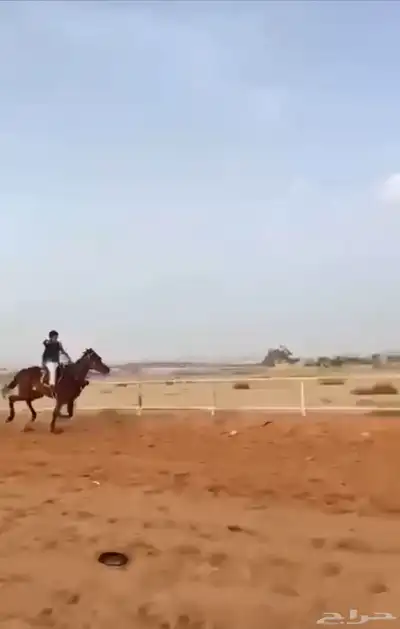 فرس للبيع معها مهره ولقاح شهرين 2