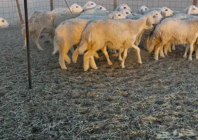 رخال دفيع مراح واحد 2
