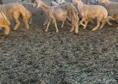 رخال دفيع مراح واحد 0
