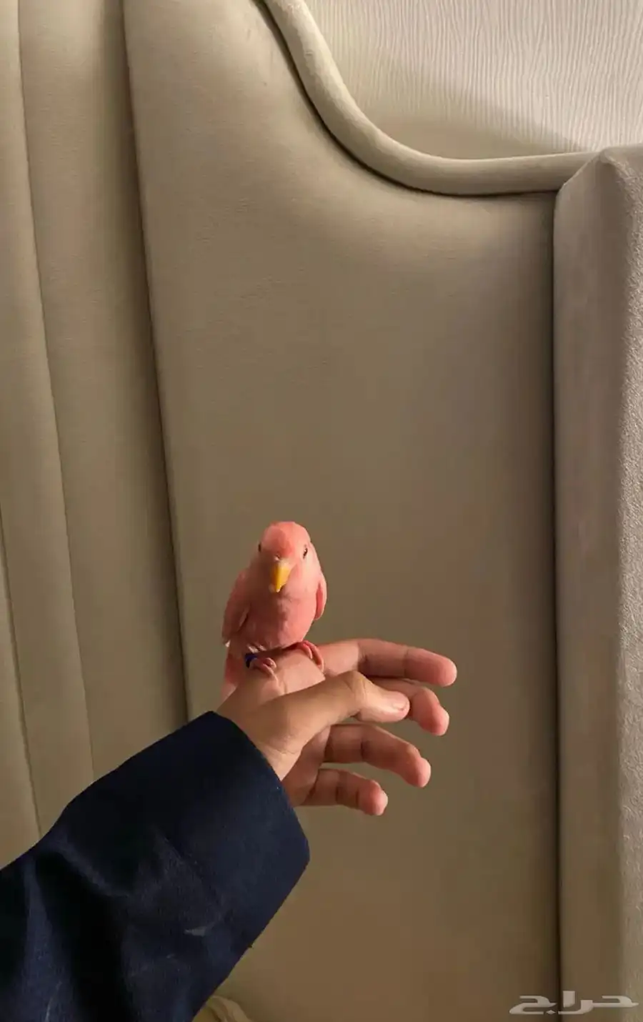 روز جميع الالوان 3