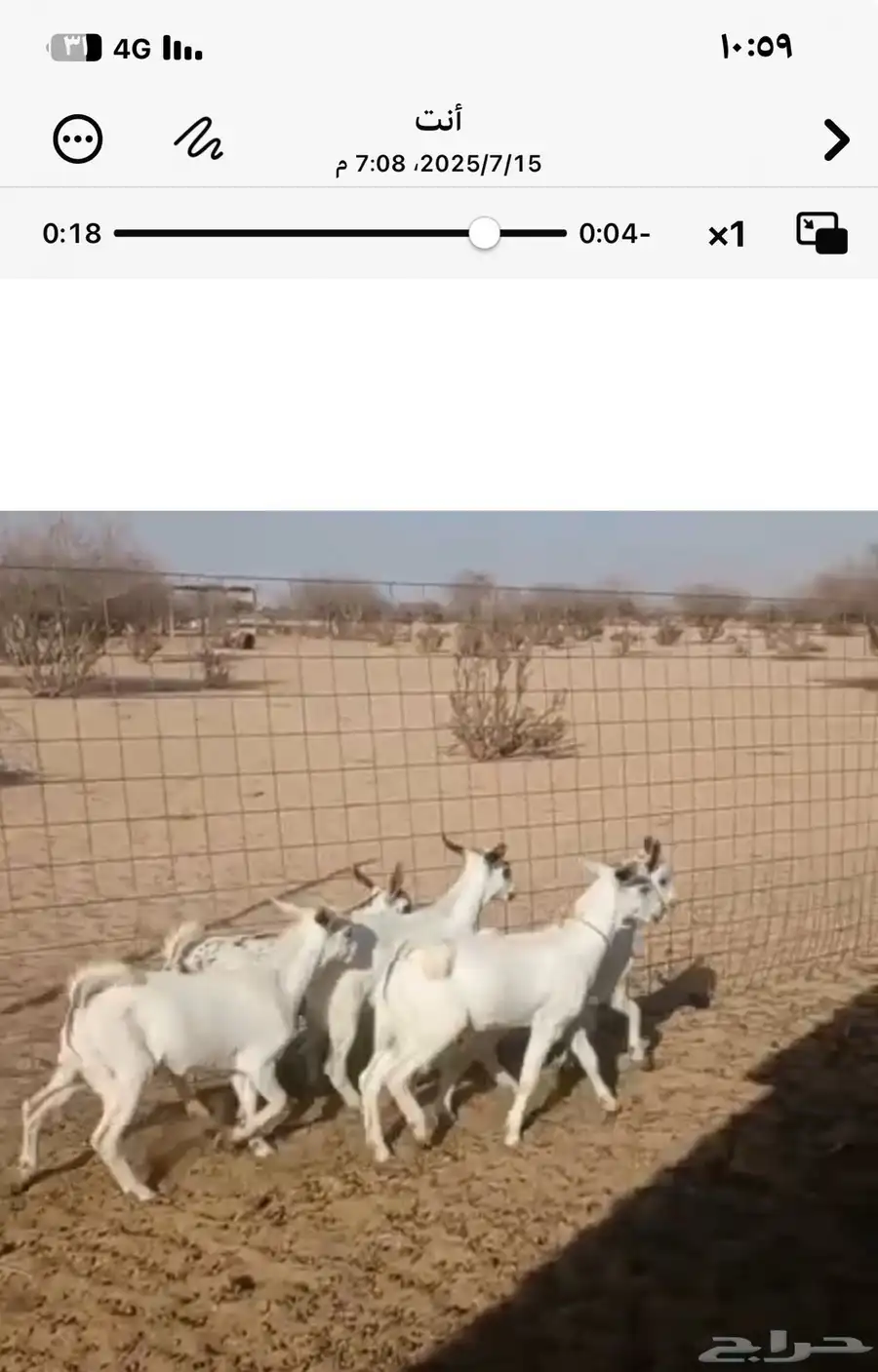 تيوس بيشيات للبيع 0