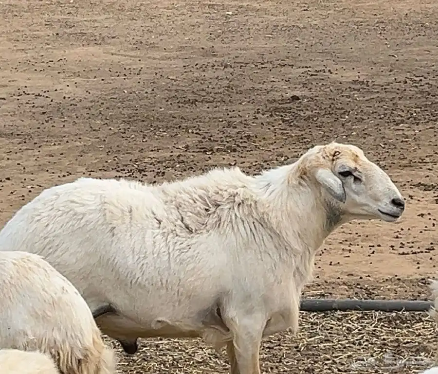 خروف فحل للبيع 0
