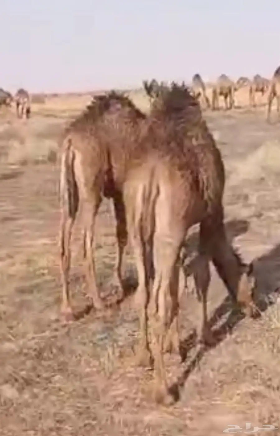 قعدان اثنين 1