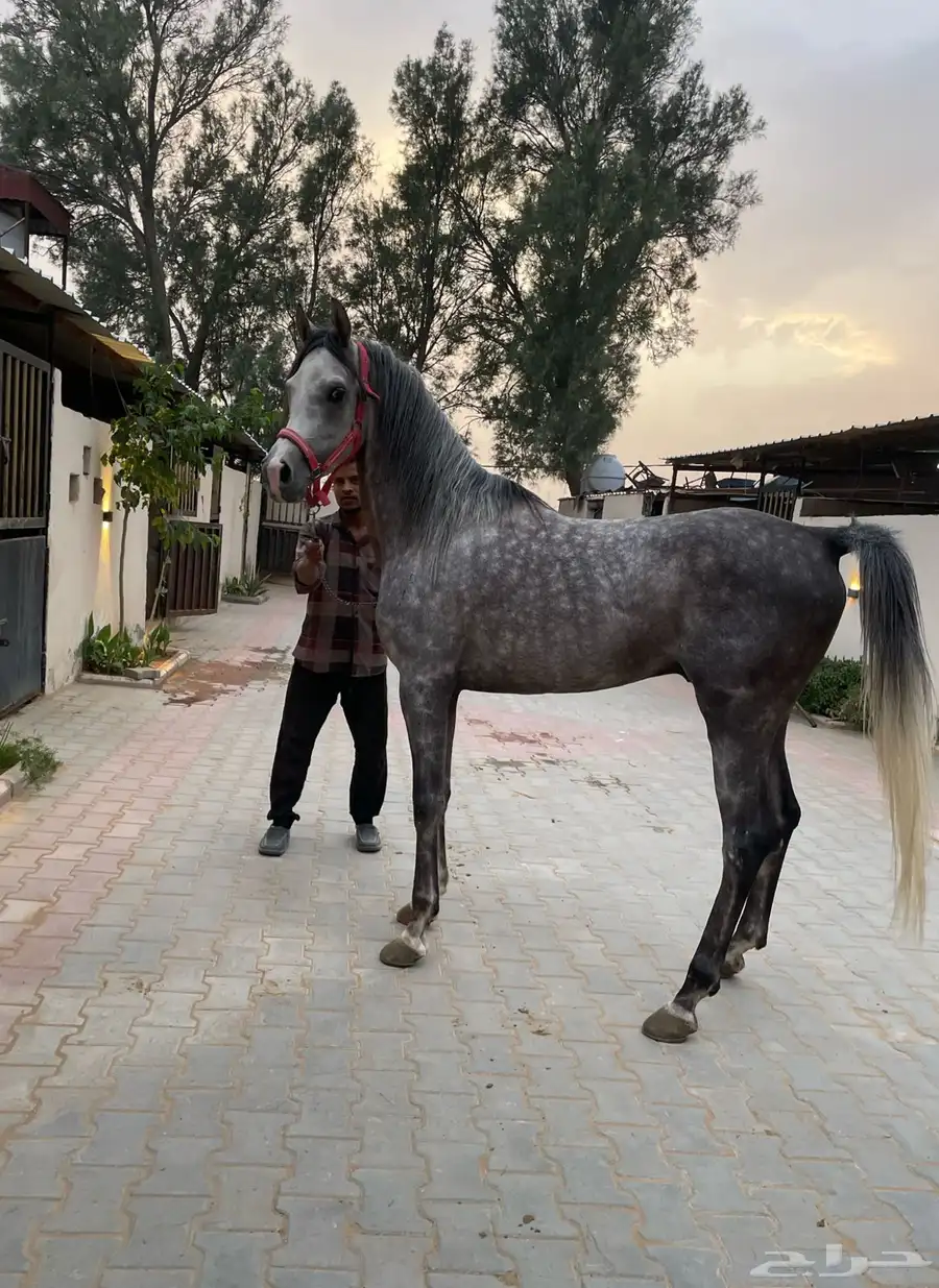 حصان واهو فاخر للبيع 3