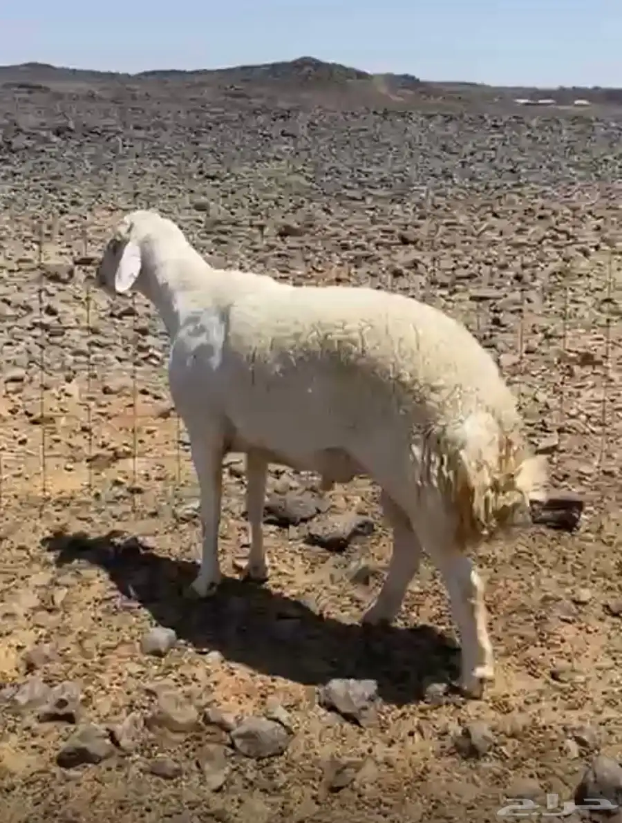 طلي حري صنف 1