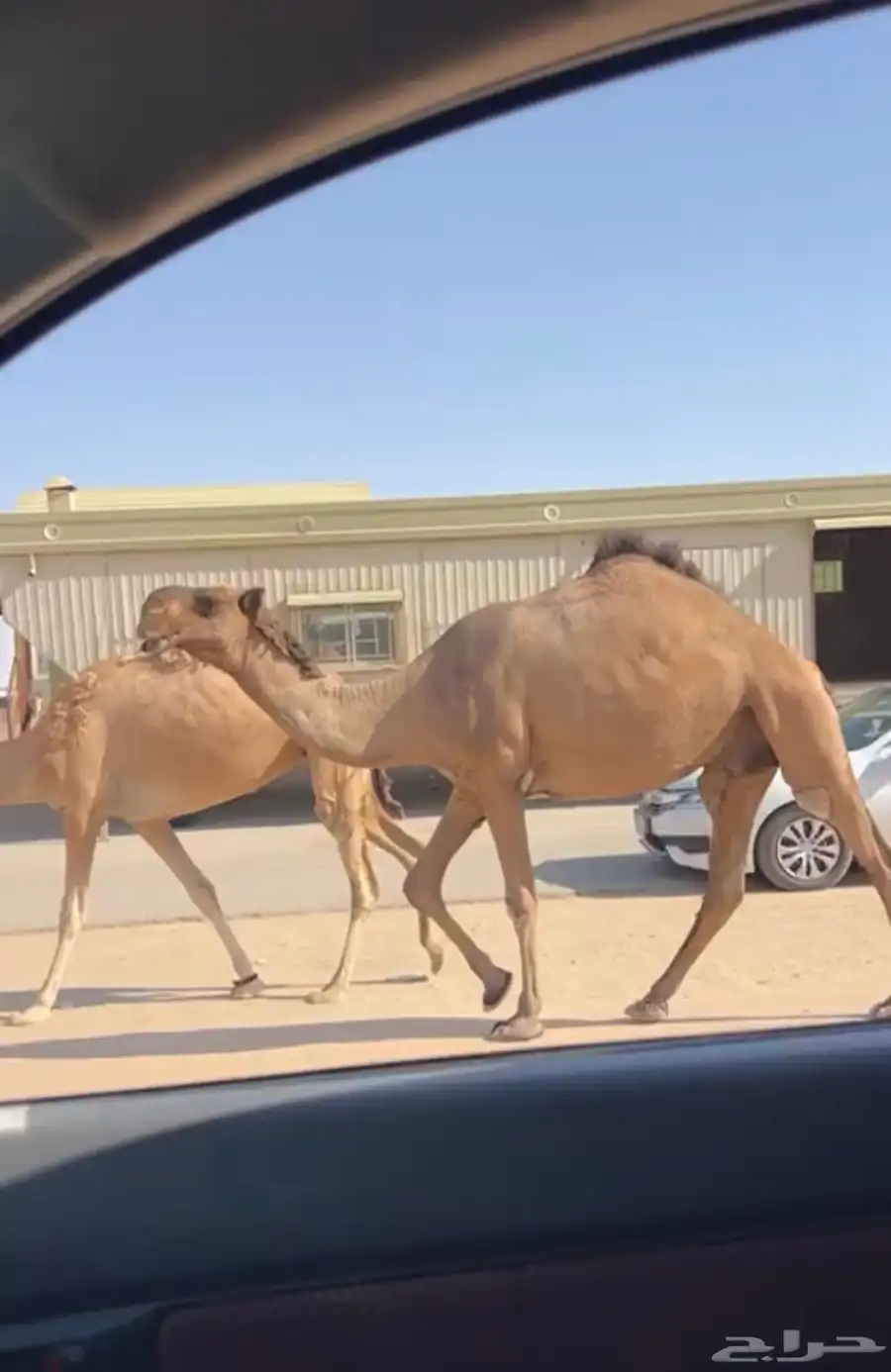 للبيع الخفوت الصفرا 1