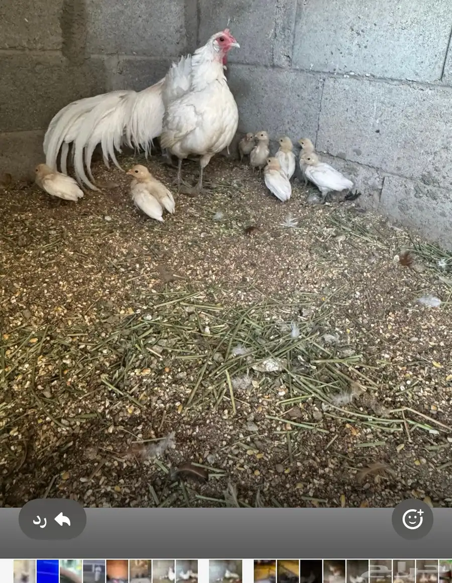 جوز فنكس ذيل طويل 0