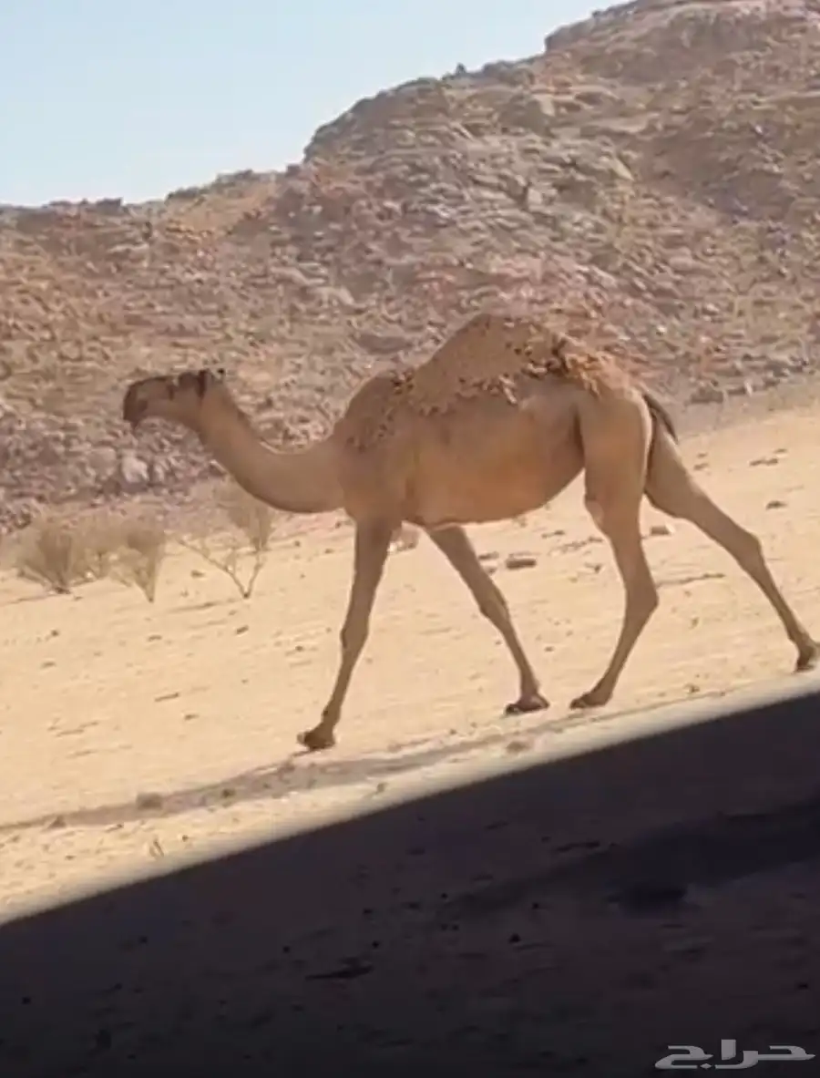 بكره جذعه 1