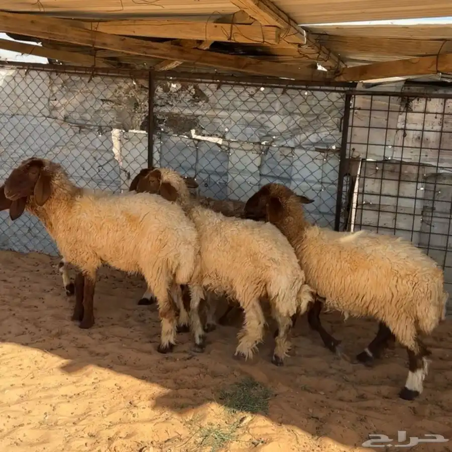 جذعات ثنوات رباع نعيم ( تم البيع ) 0