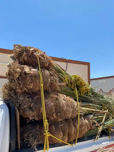 صقعي مجدول شبيبي مجذر 4