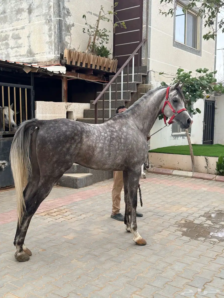 حصان واهو فاخر للبيع 1