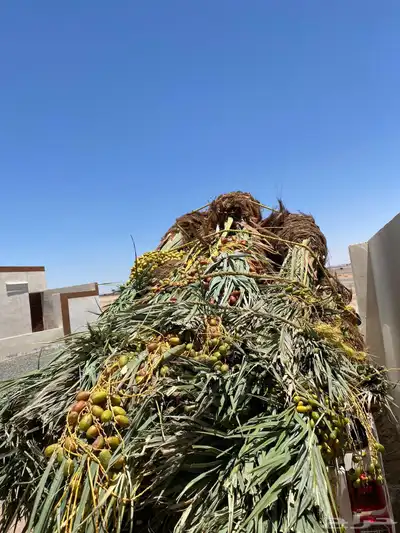 صقعي مجدول شبيبي مجذر 1