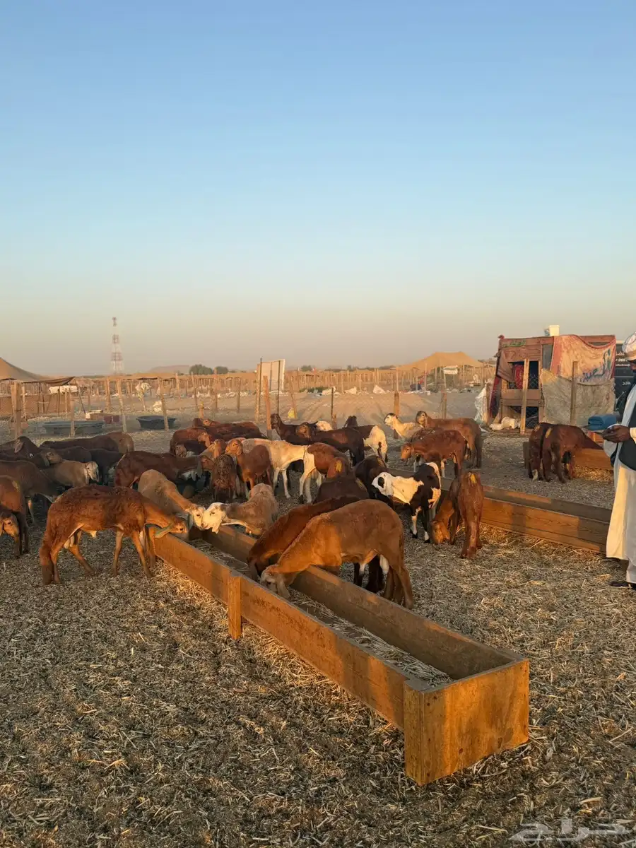 سواكن للبيع العدد 96 الإعمار 7 اشهر 6