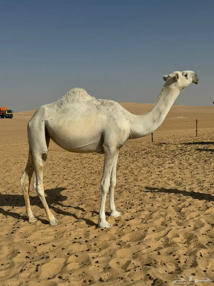 وضحا مقنوي طيبه 0