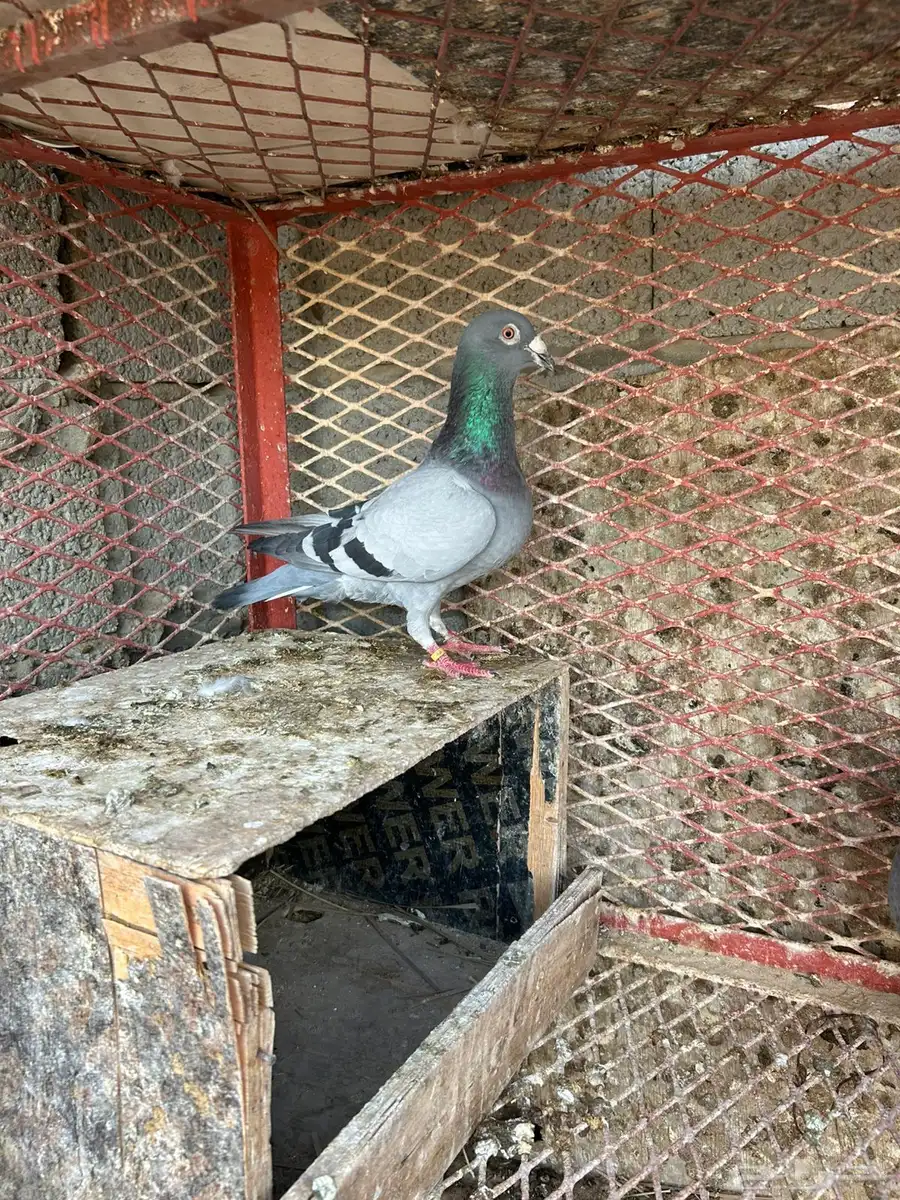 زاجل سباق 1