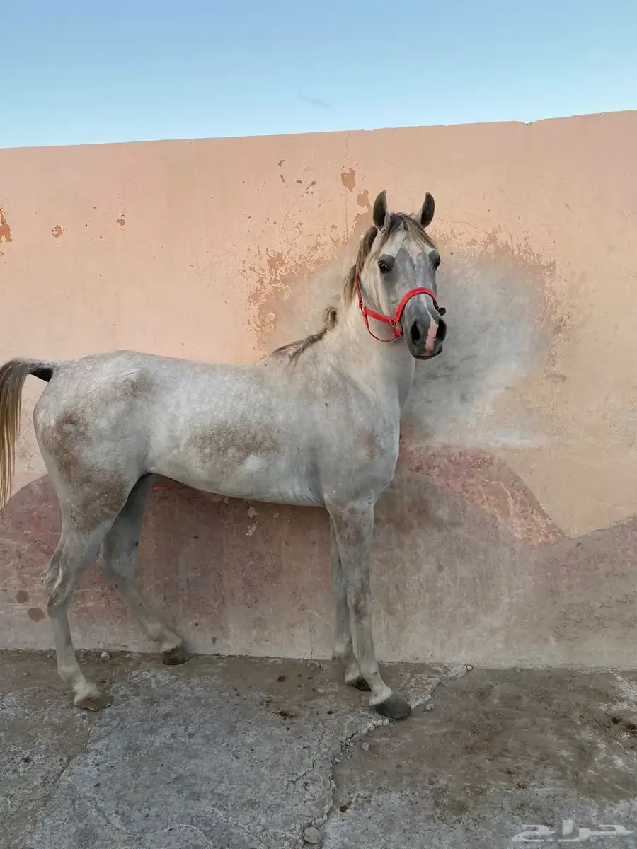 مهره شعبيه شيخه 1
