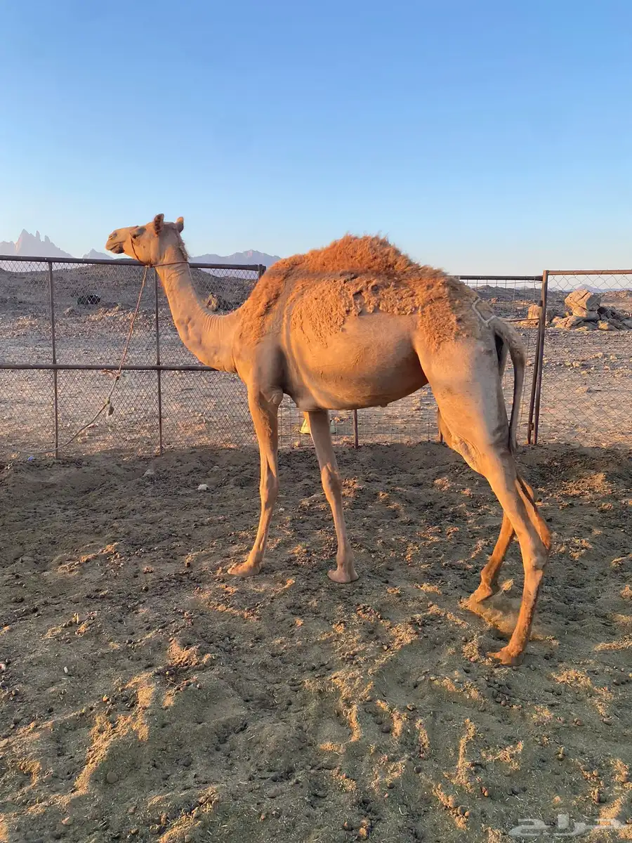 بكره للبيع 1