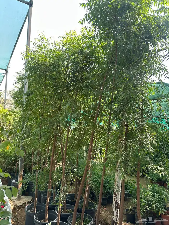 اشجار نيم 1.50 بوصه 0