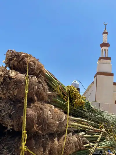 صقعي مجدول شبيبي مجذر 3