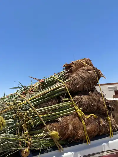 صقعي مجدول شبيبي مجذر 2