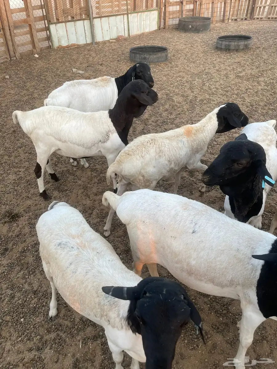 بربري العدد 8 طيبات 0