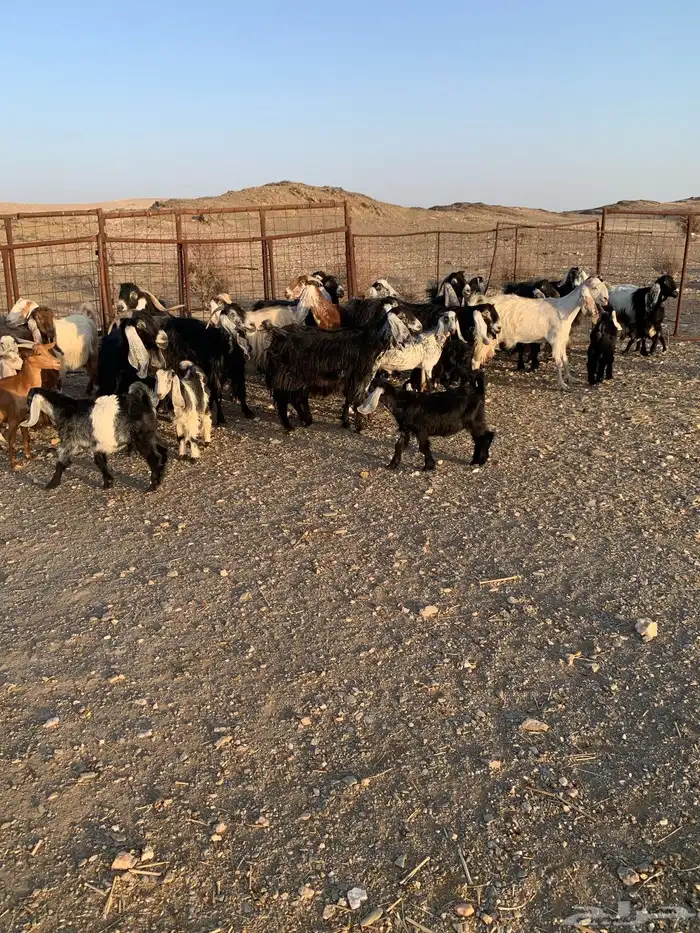 معزا متابيع ودفيع 5
