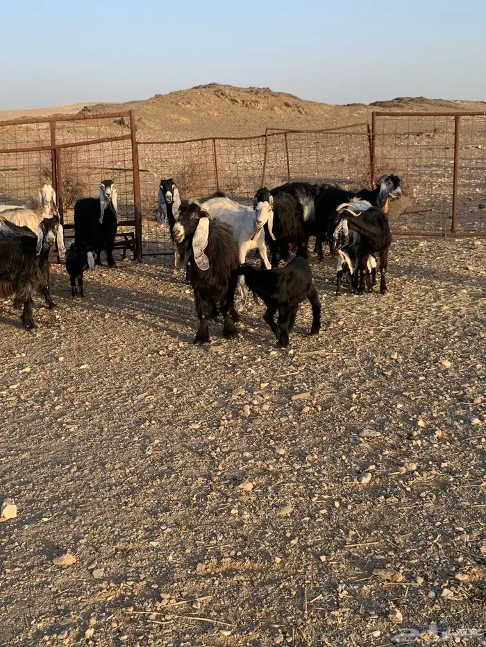 معزا متابيع ودفيع 1