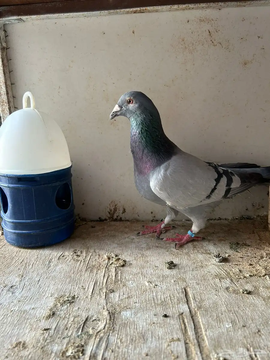 زاجل سباق 3