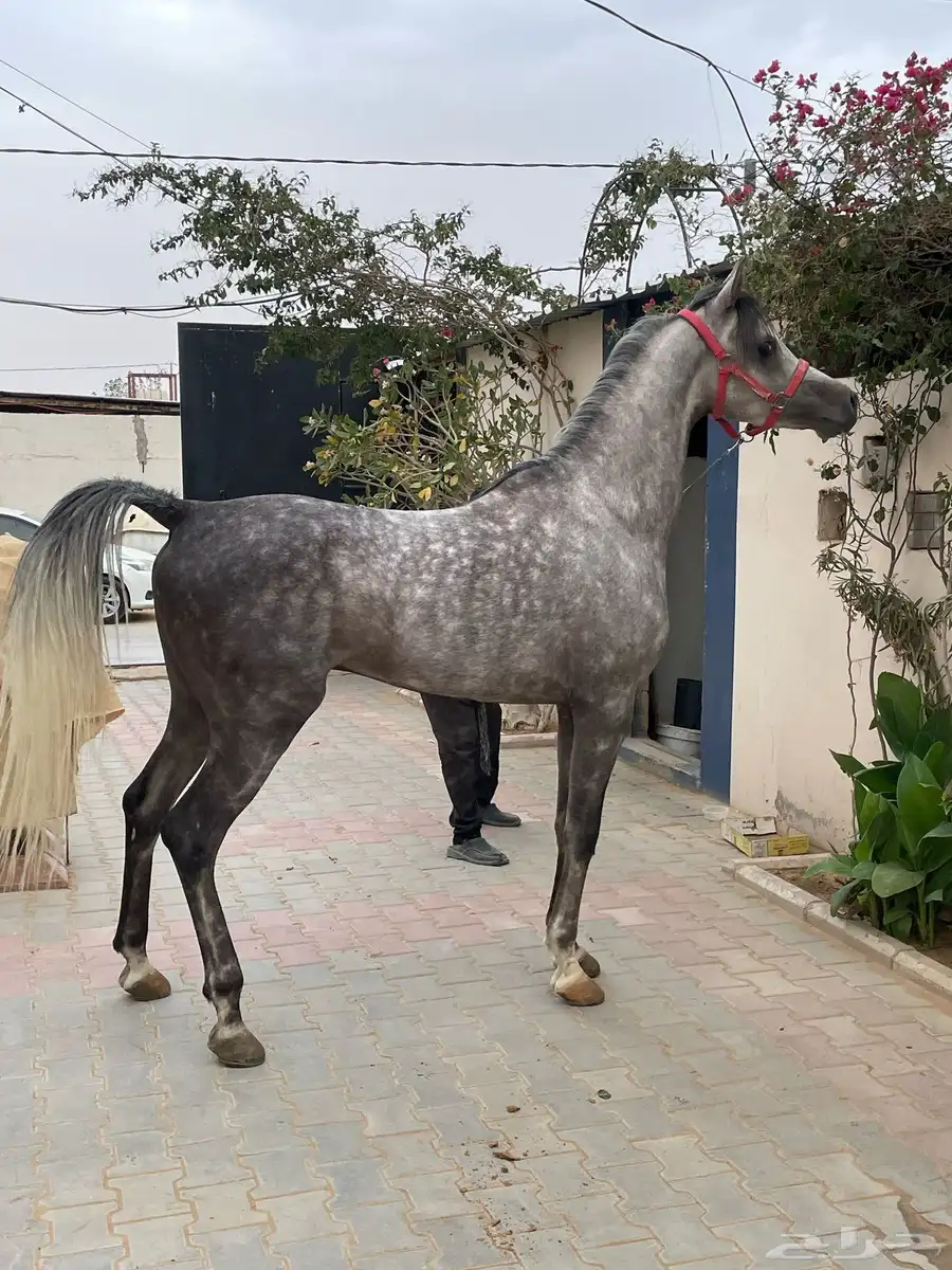حصان واهو فاخر للبيع 4