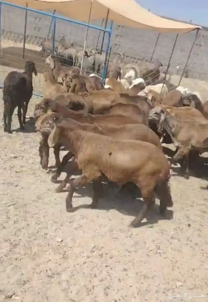 26 طليان سواكن 0