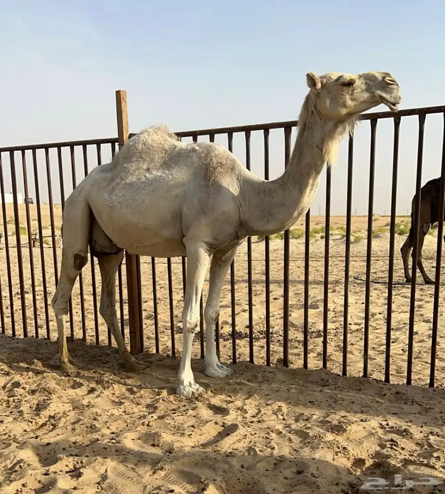 خلفه وضحاء طيبه تحتها قعود 0