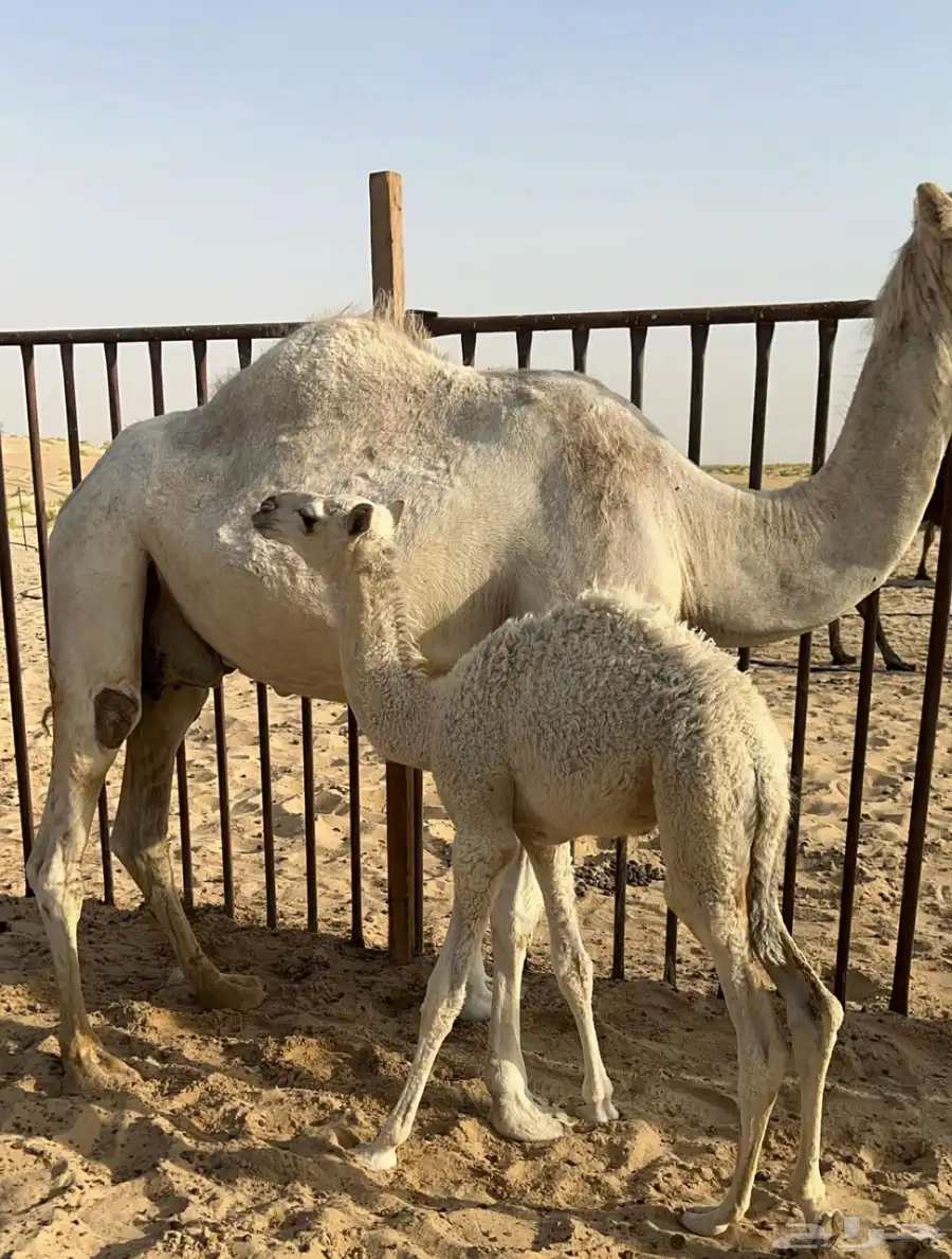 خلفه وضحاء طيبه تحتها قعود 1