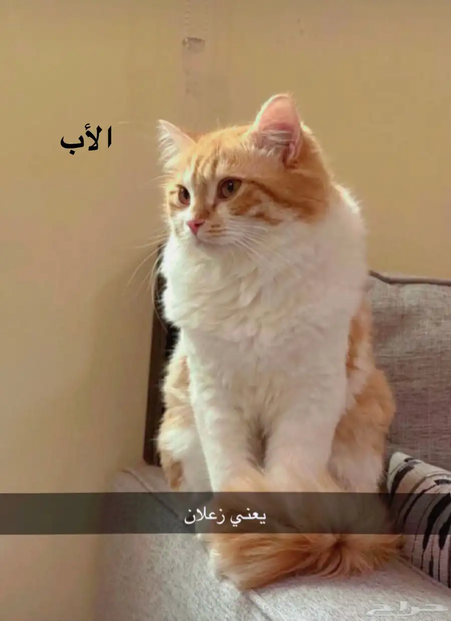 استمارة تبني قطط صغيرة ام بلدي واب شيرازي 1