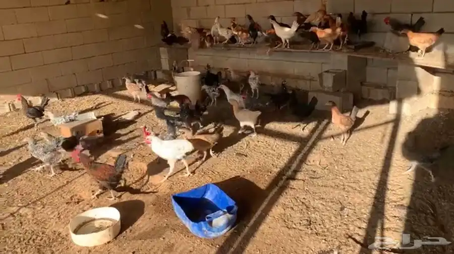 فراريج تركي وبلدي و لوهمان 0