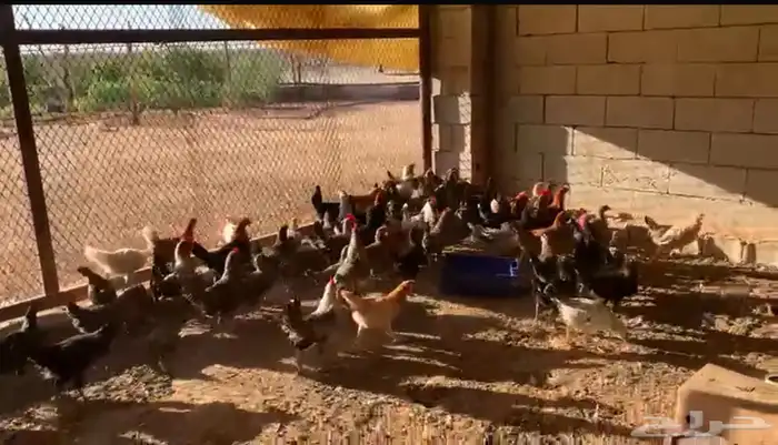 فراريج تركي وبلدي و لوهمان 1