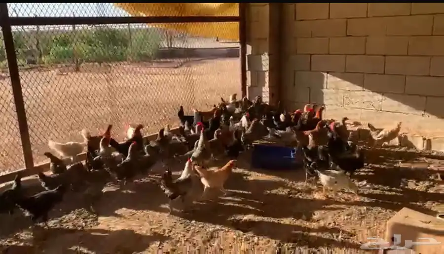 فراريج تركي وبلدي و لوهمان 1
