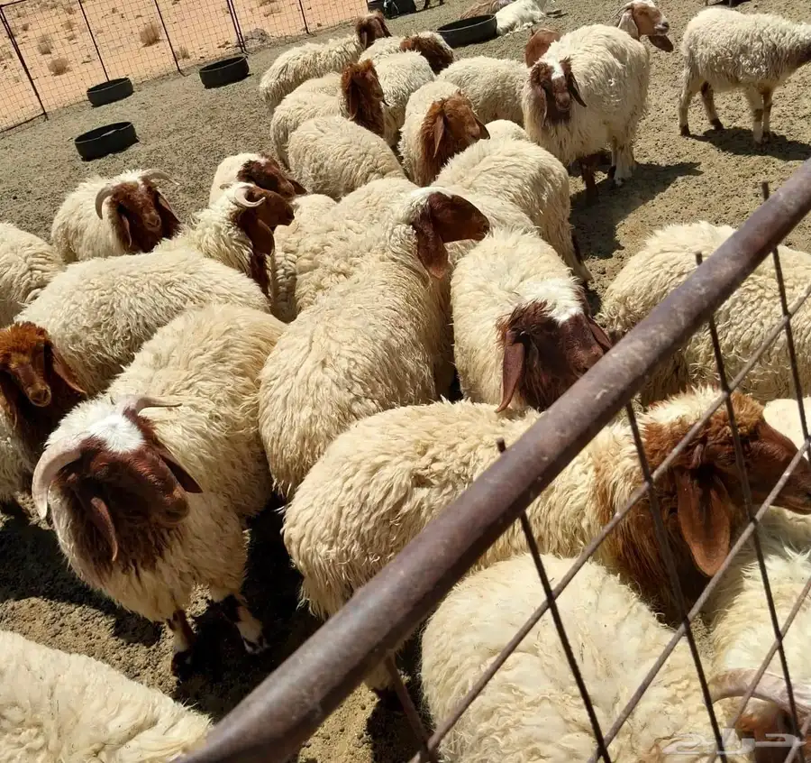 للبيع خرفان ورخال نعيم 1