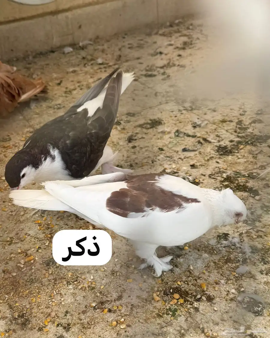 حمام زوج حب رمان index