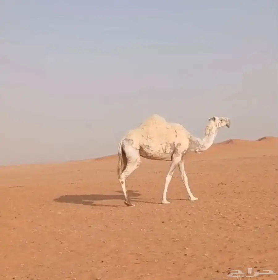 ابل حيل نياق ناقه حايل للبيع 1