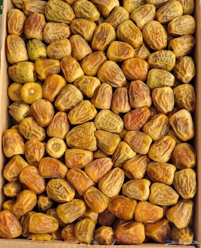 تمر القصيم 1