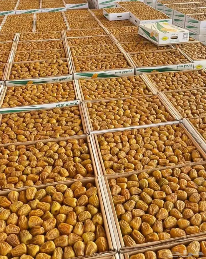 تمر القصيم 2