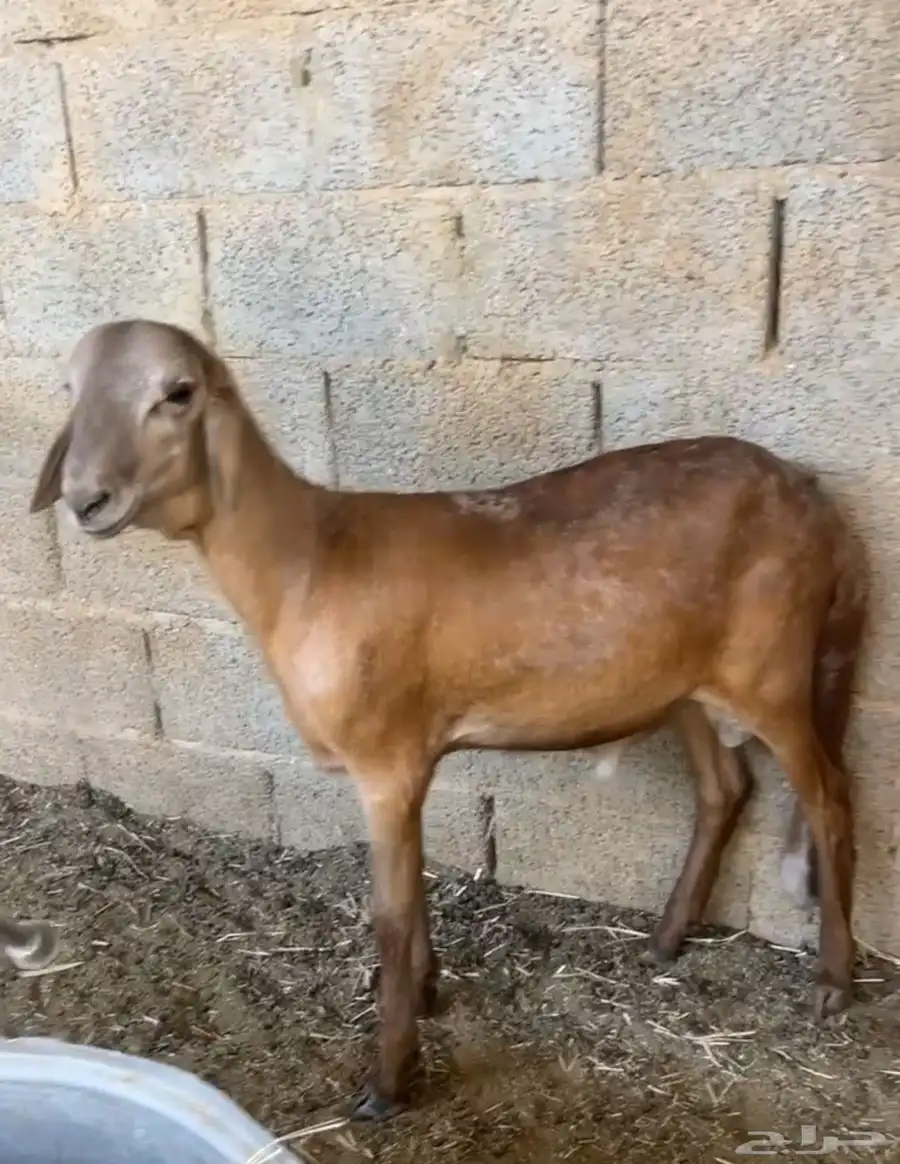 طلي ساكني مرابي له عندي 4 شهور 1