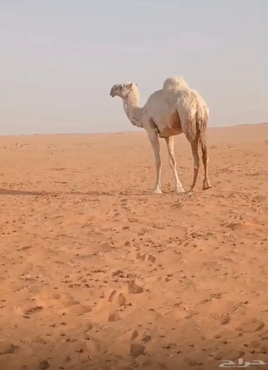 ابل حيل نياق ناقه حايل للبيع 0