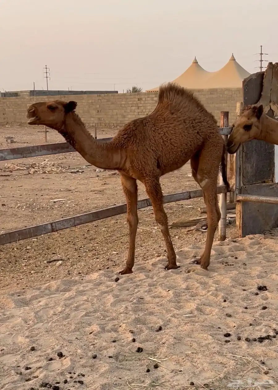 للببع البكره 0
