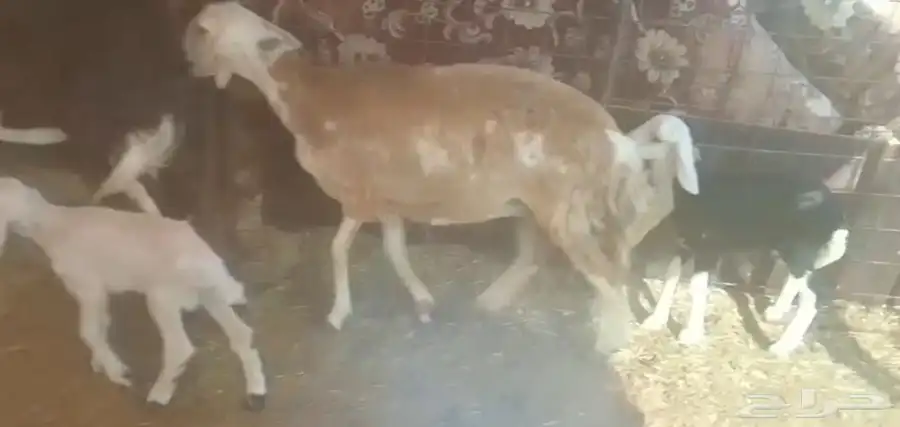 للبيع نعاج مولدات 0