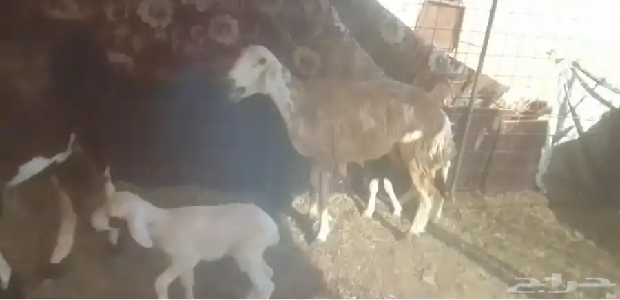 للبيع نعاج مولدات 4