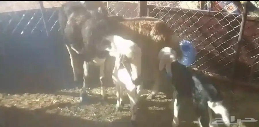 للبيع نعاج مولدات 3