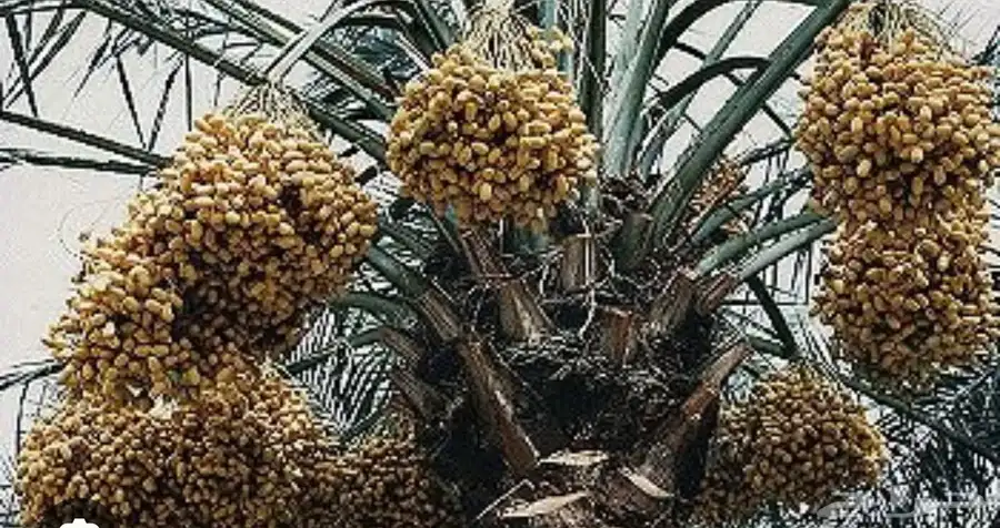 للبيع ثمر 600 نخلة سكري وعدد قليل من النوايع 1
