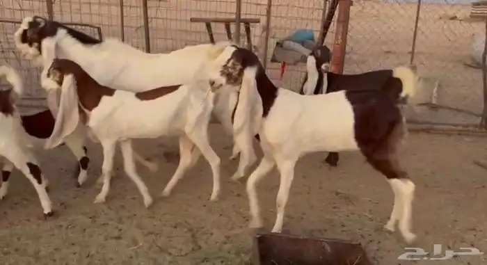 للبيع معزا حجازيات صنف فواخر حلال متعوب عليه 2