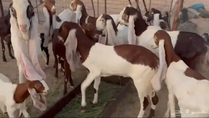 للبيع معزا حجازيات صنف فواخر حلال متعوب عليه 5